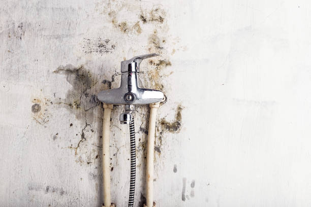 Best Black Mold Removal  in Spring House, PA