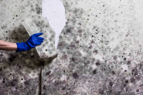 Mold Removal and Inspection in Spring House, PA